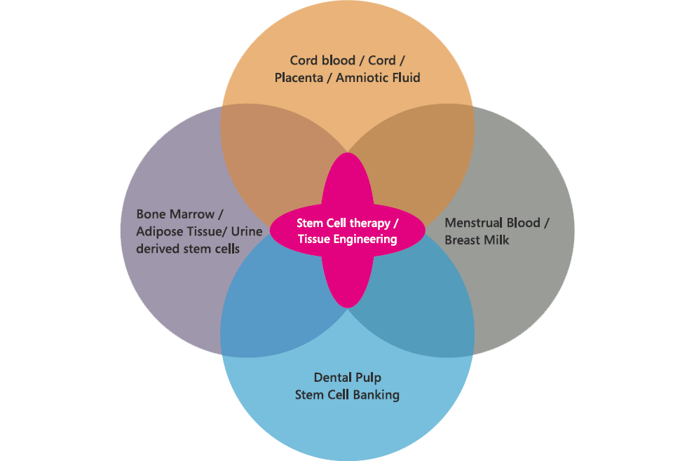 Stem Plus Cryopreservation